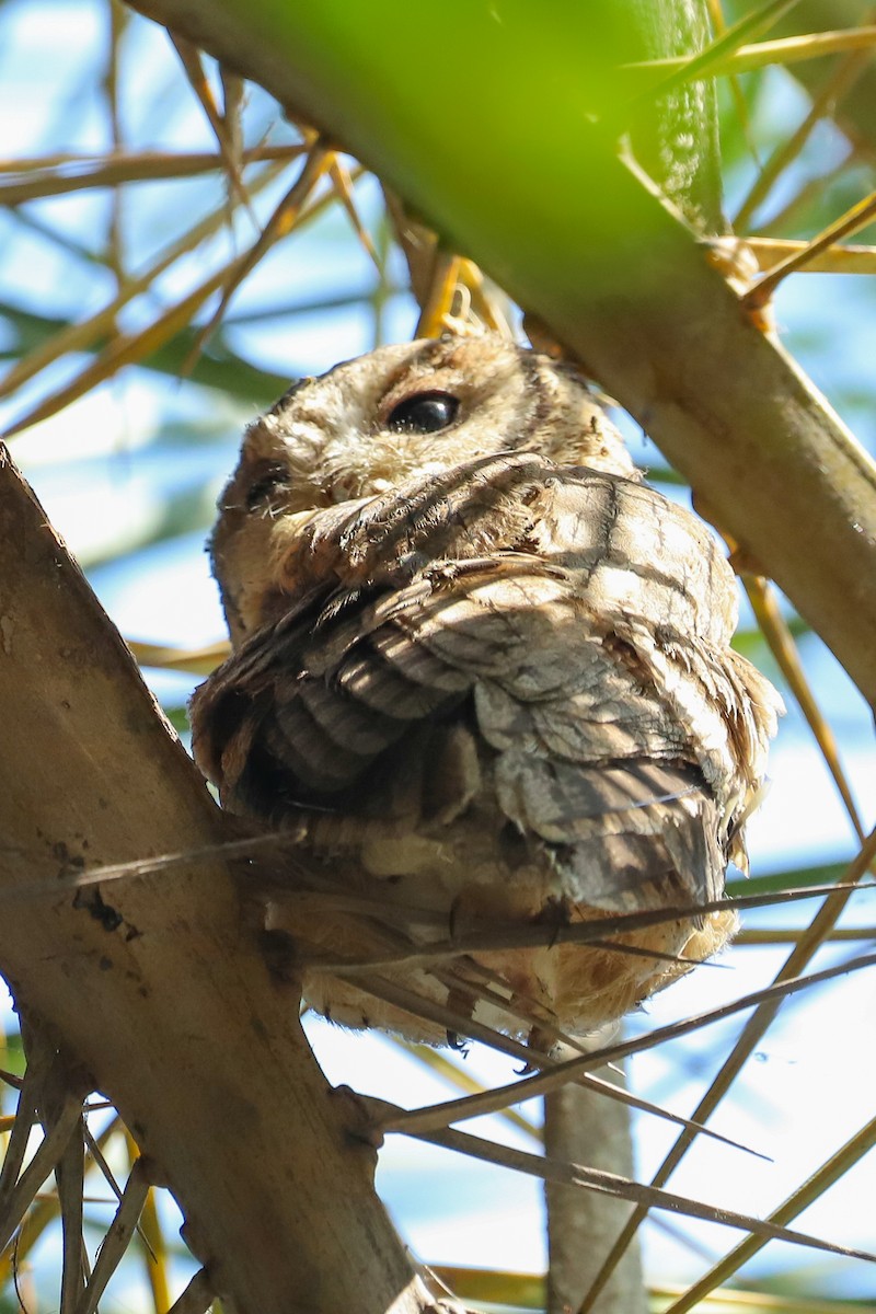 Indian Scops-Owl - ML647236374
