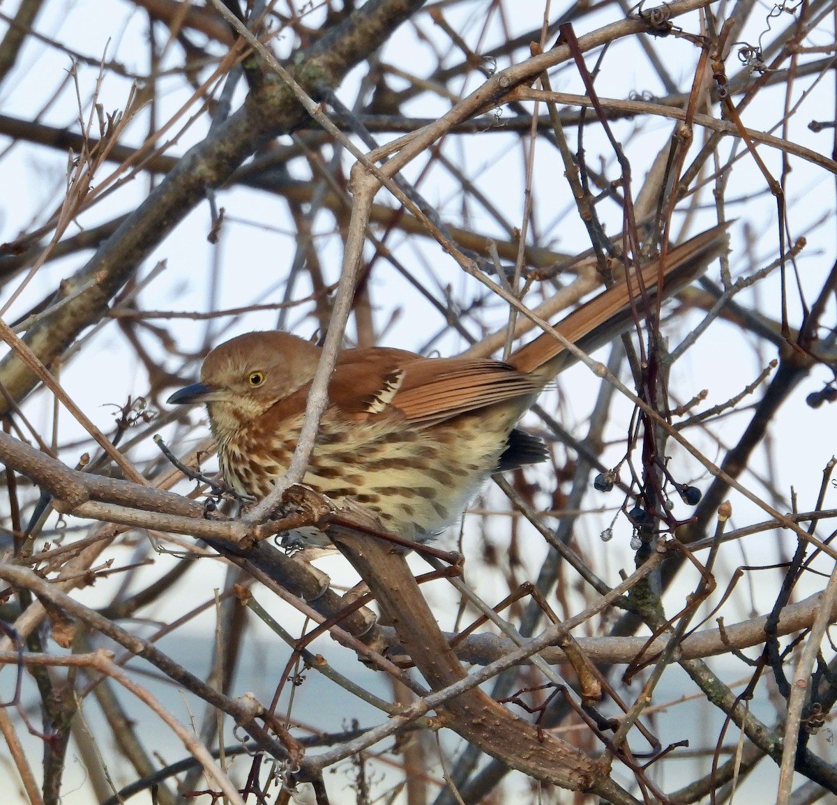 Brown Thrasher - ML647236387