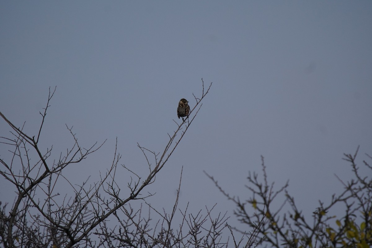 strnad rákosní - ML647236390