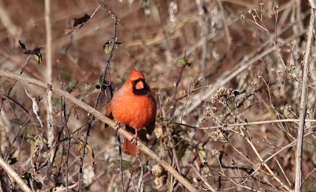Northern Cardinal - ML647236397