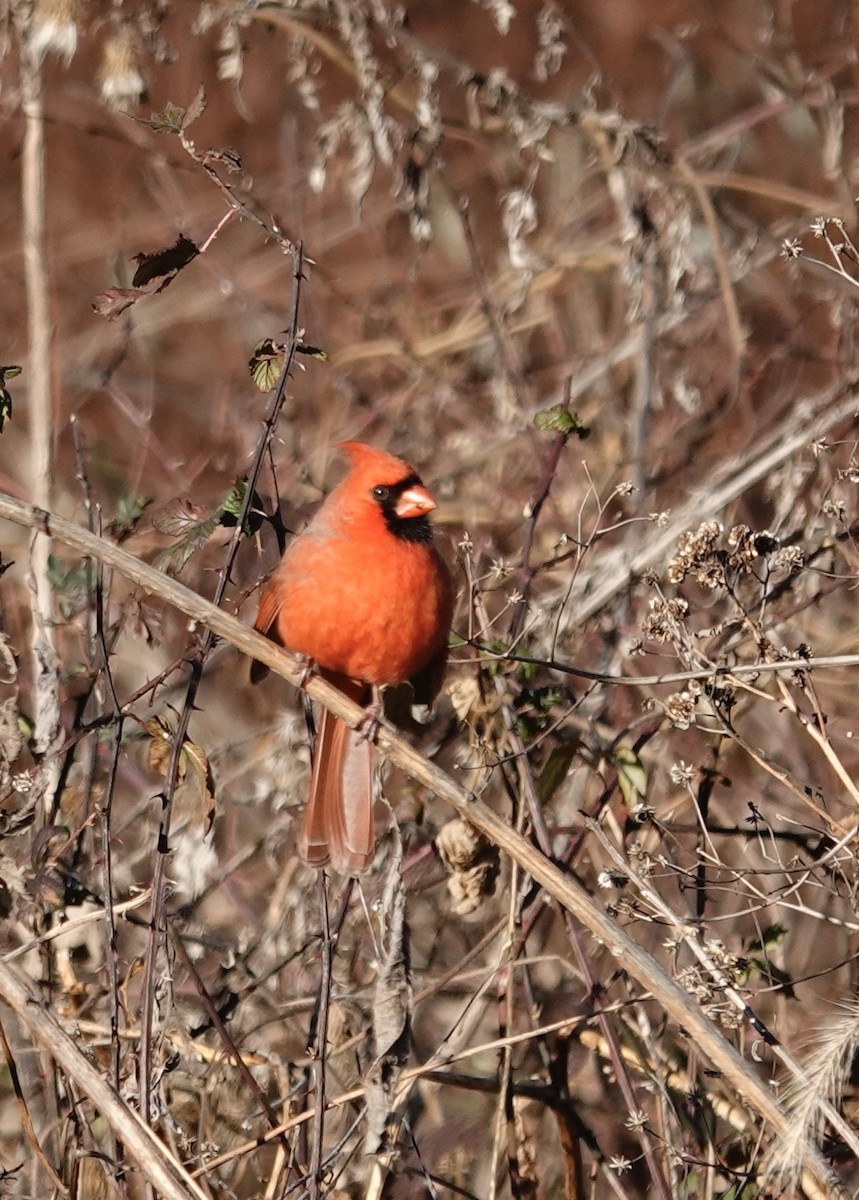 Northern Cardinal - ML647236398