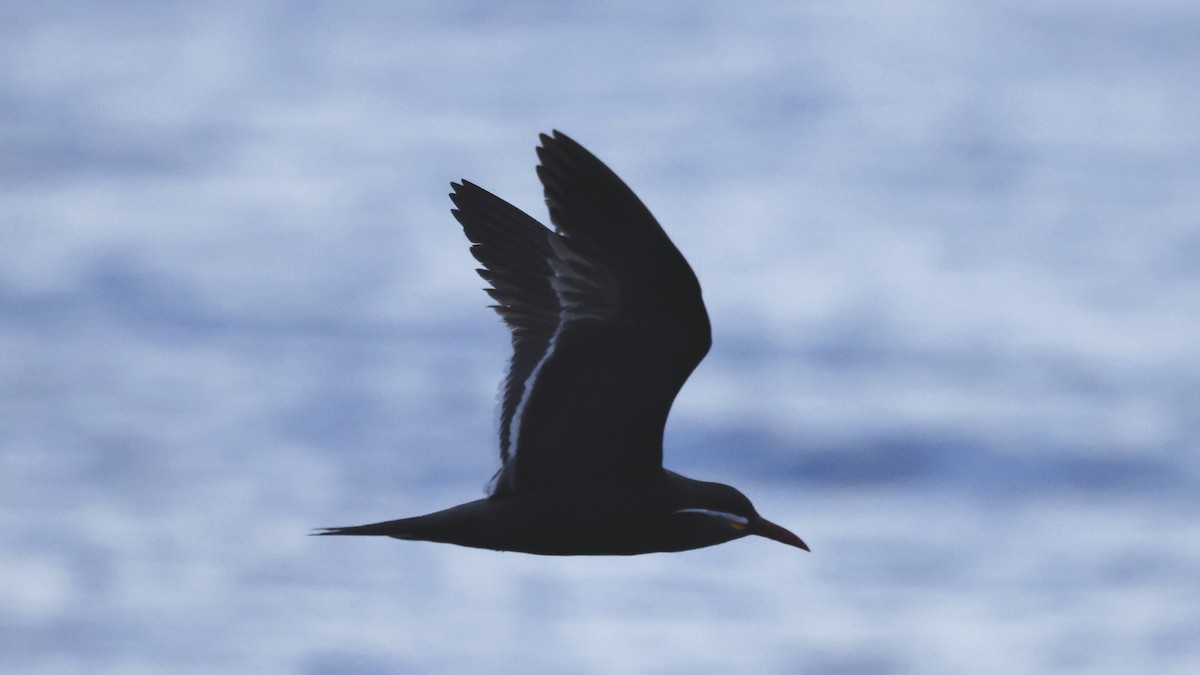 Inca Tern - ML647236409