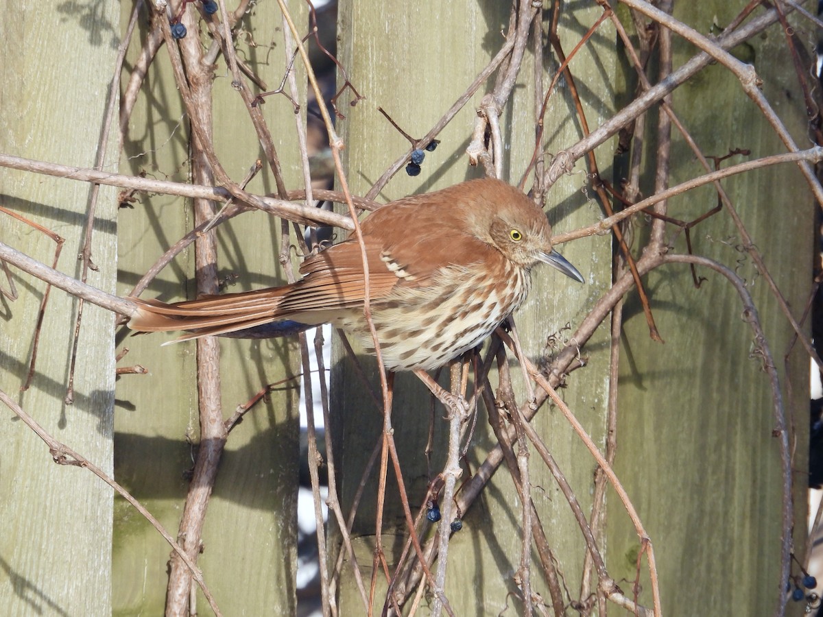 Brown Thrasher - ML647236417
