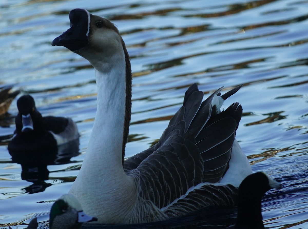 husa labutí (domestikovaná) - ML647236418