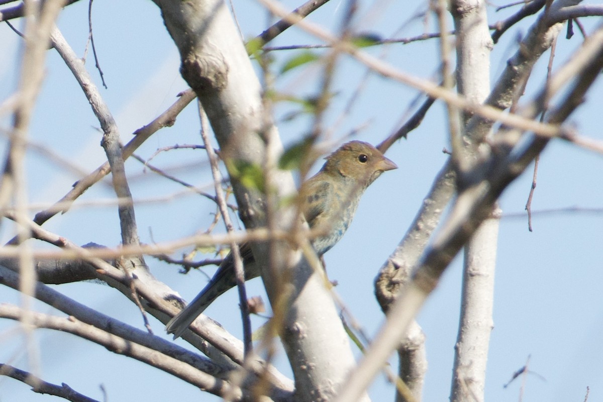 Indigo Bunting - ML647236419