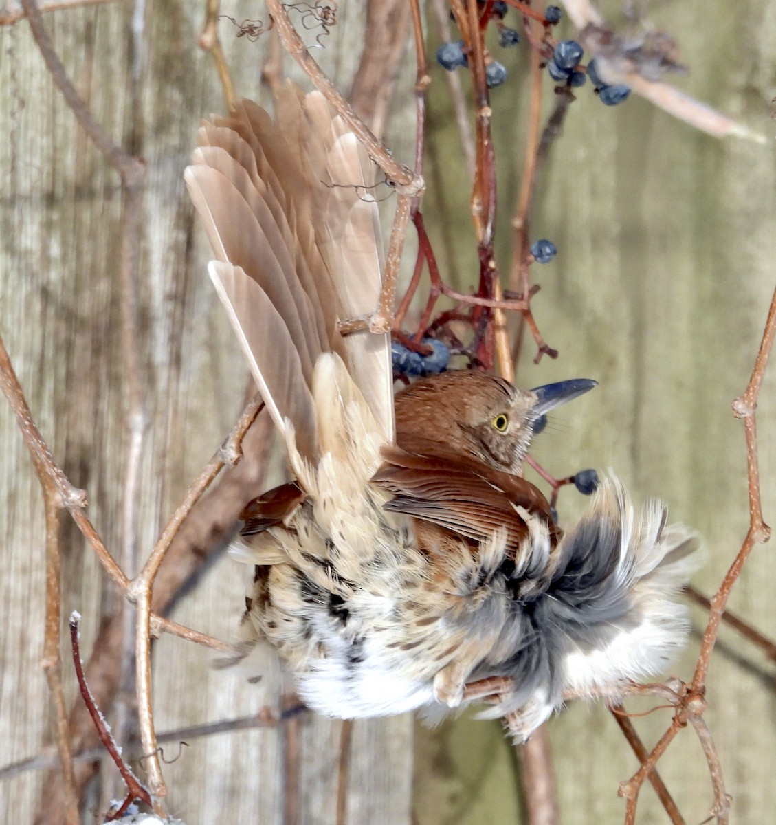 Brown Thrasher - ML647236422