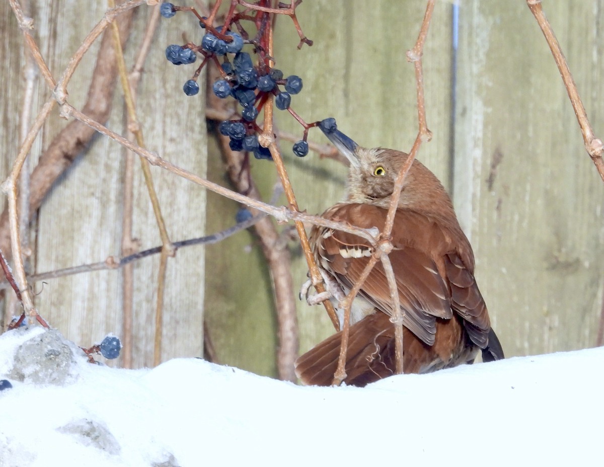 Brown Thrasher - ML647236436