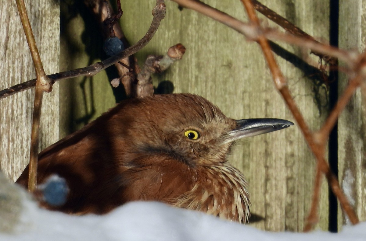 Brown Thrasher - ML647236445