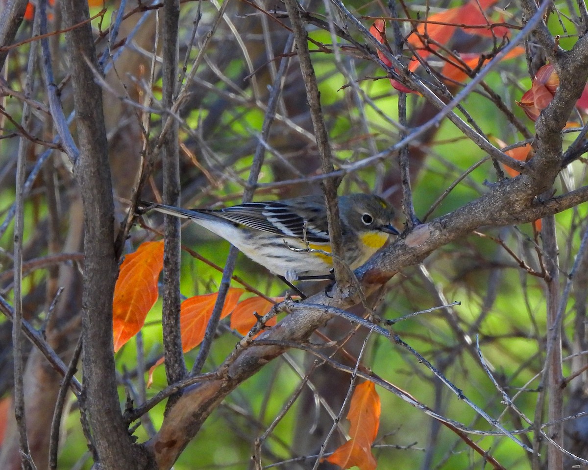 Yellow-rumped Warbler - ML647236461
