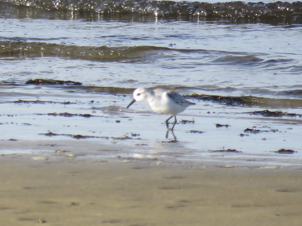Песчанка - ML647236471
