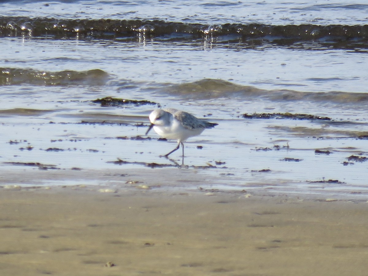 Песчанка - ML647236472