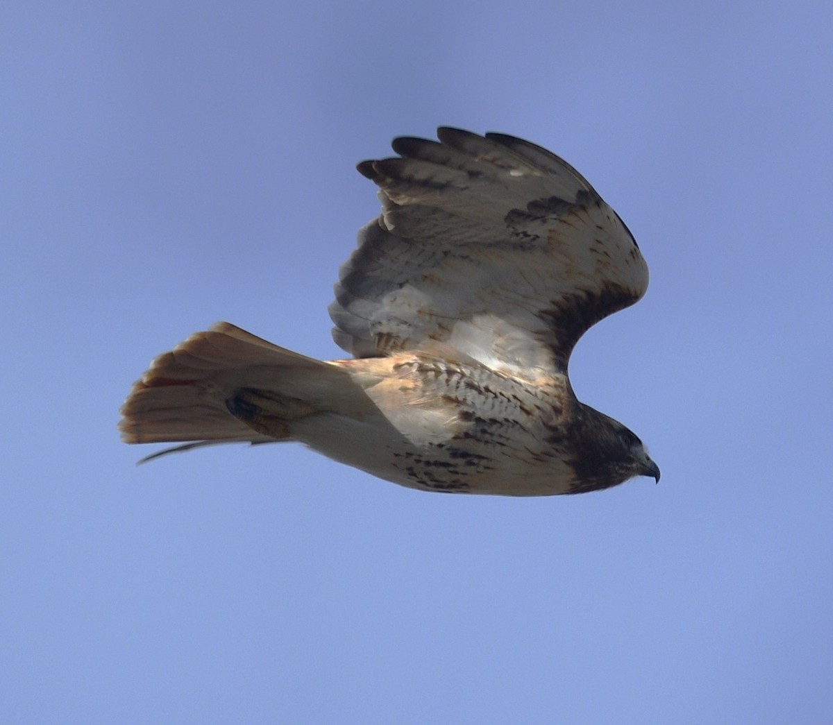 káně rudochvostá - ML647236476