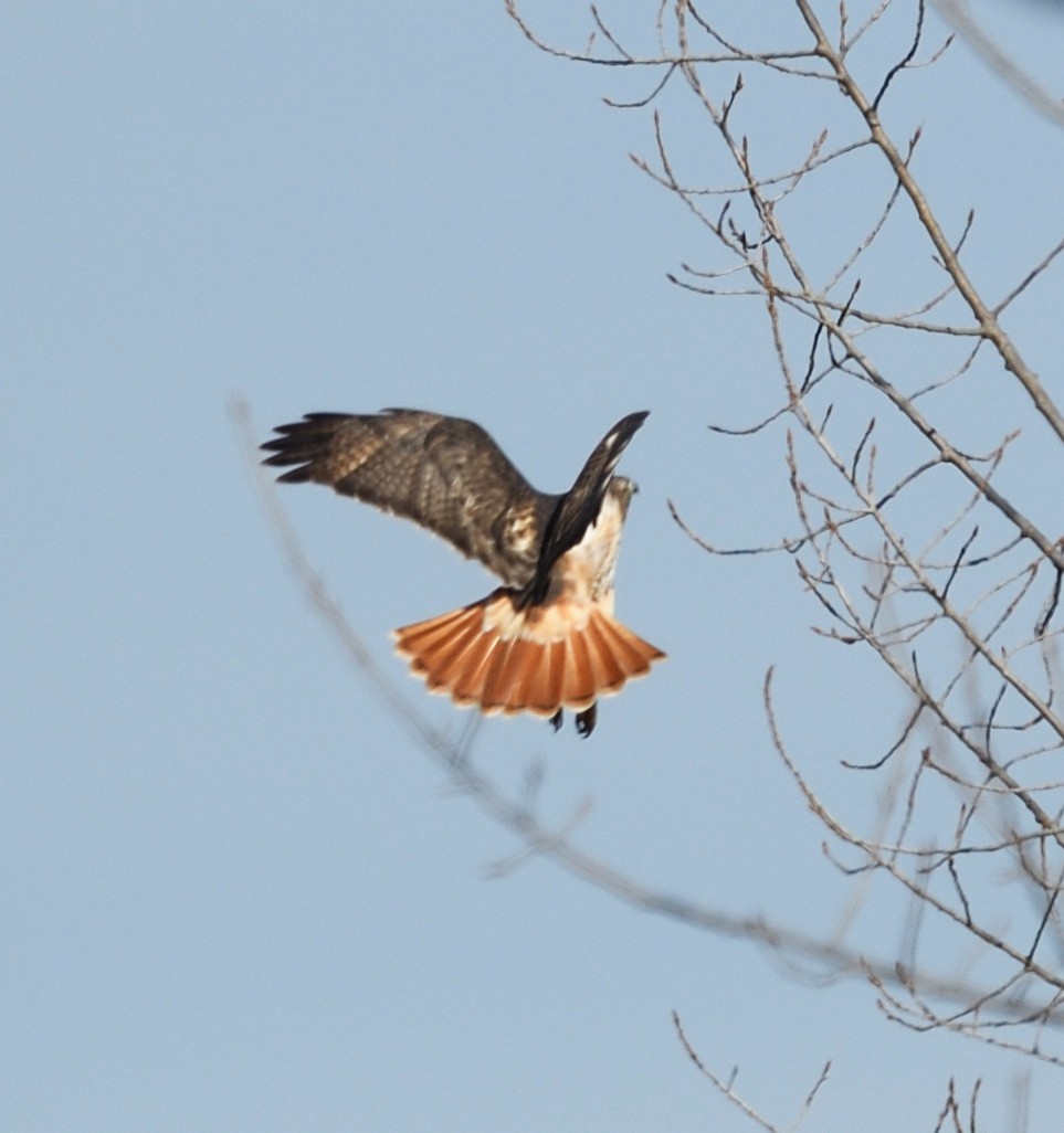 káně rudochvostá - ML647236477