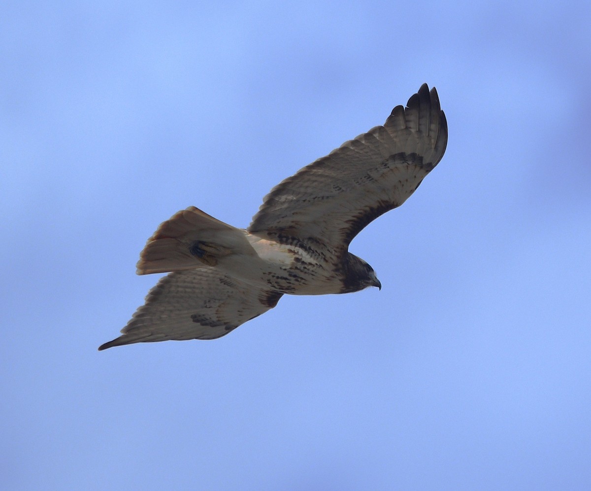 káně rudochvostá - ML647236478