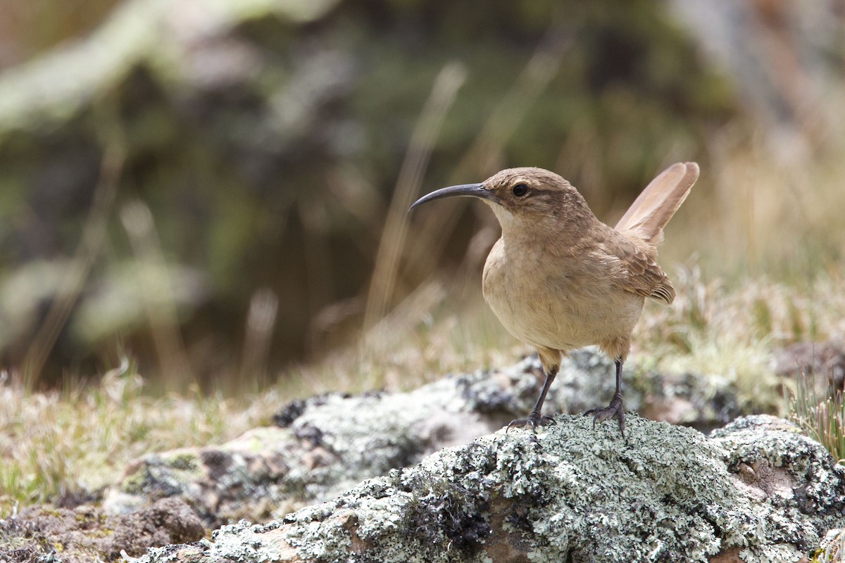 Langschnabel-Erdhacker - ML647236494