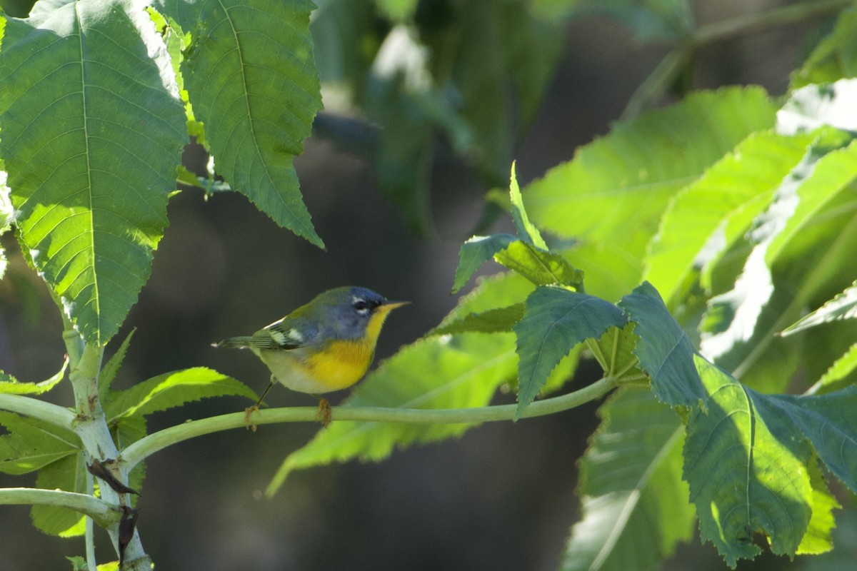 Northern Parula - ML647236503