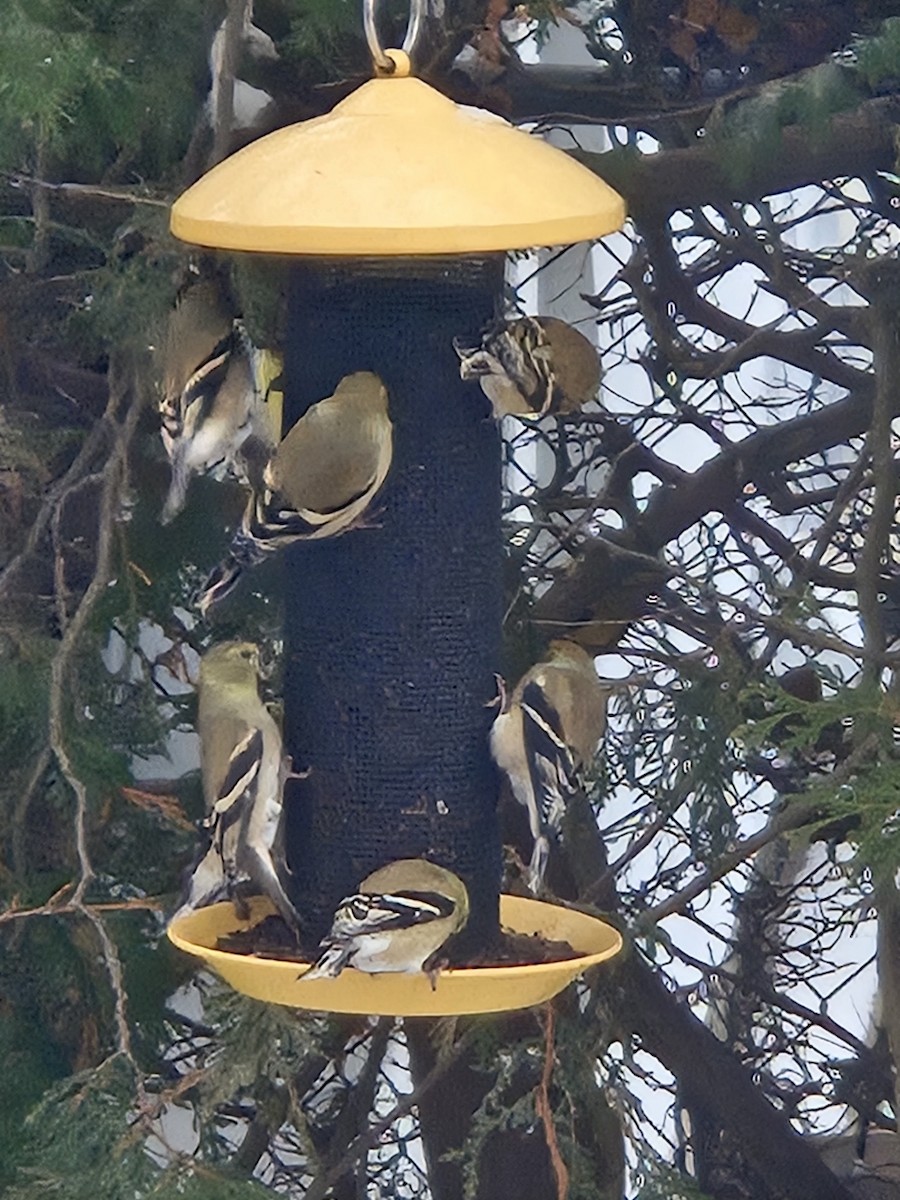 オウゴンヒワ - ML647236506