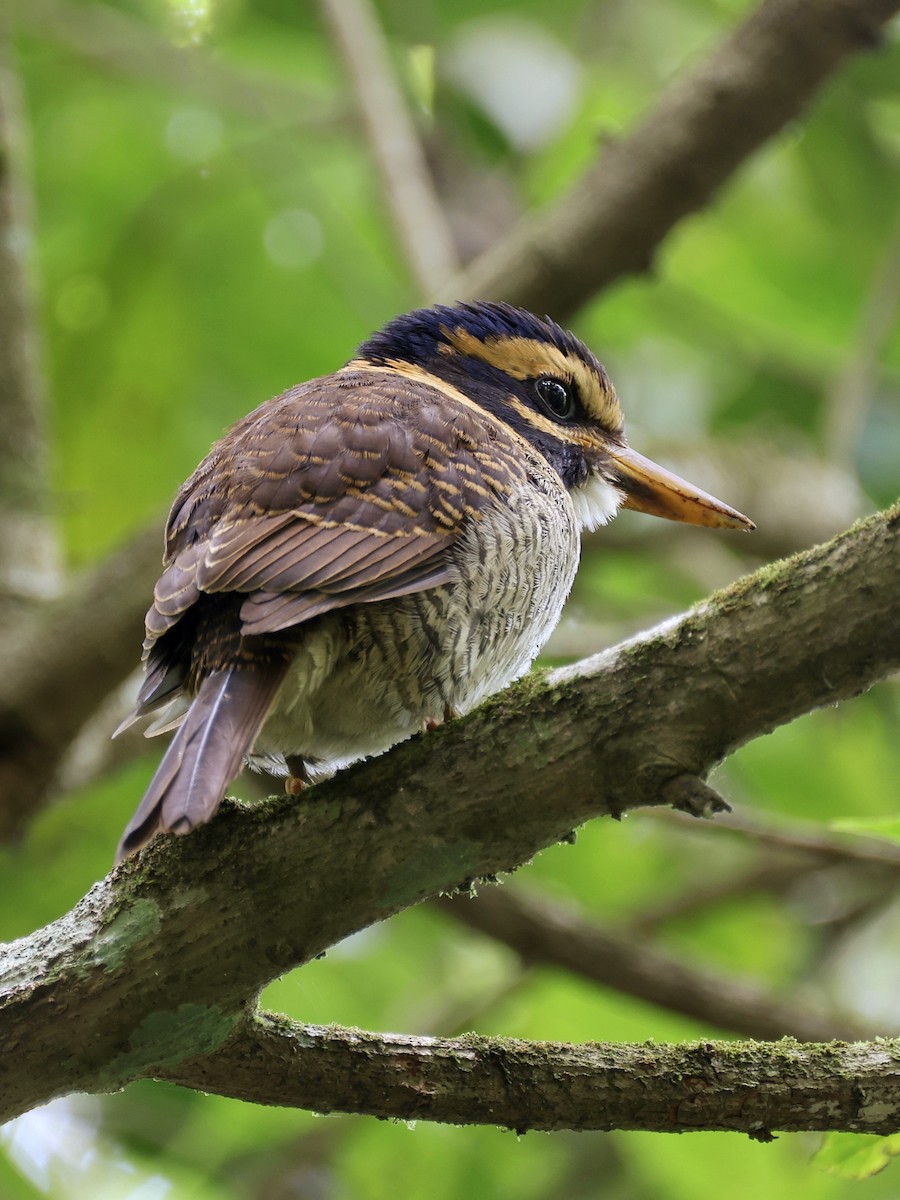 ledňáček královský - ML647236528