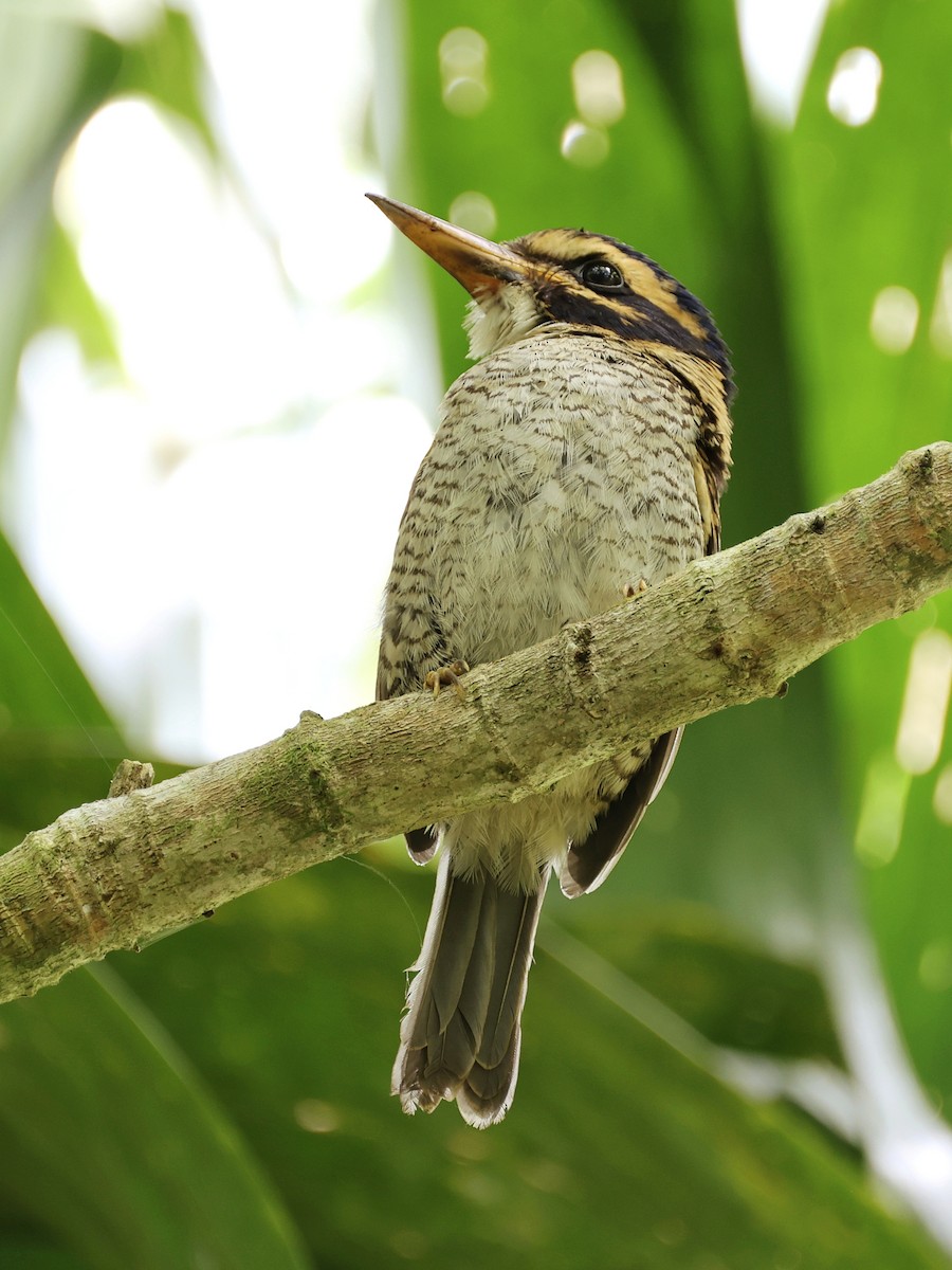 ledňáček královský - ML647236529