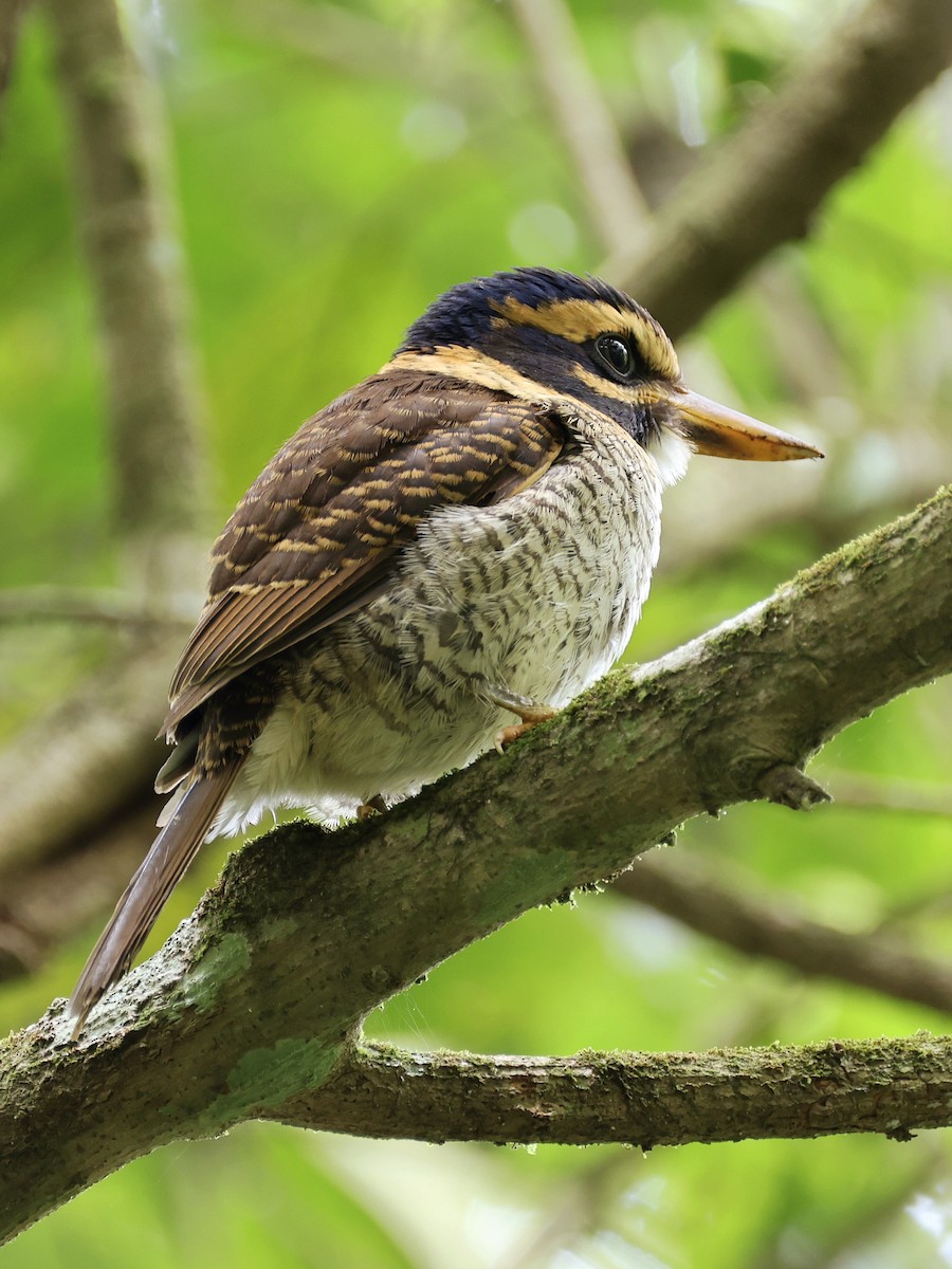 ledňáček královský - ML647236530