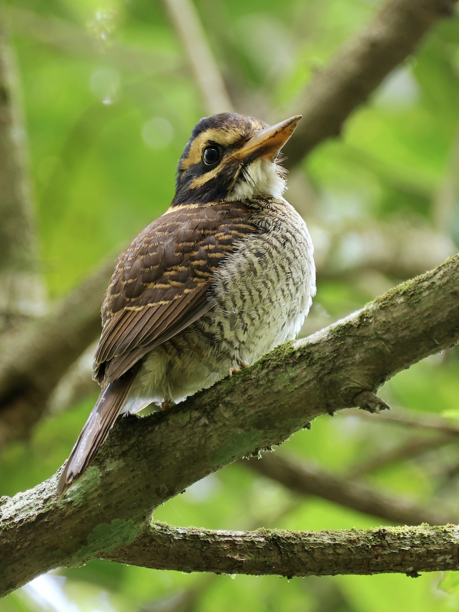 ledňáček královský - ML647236532