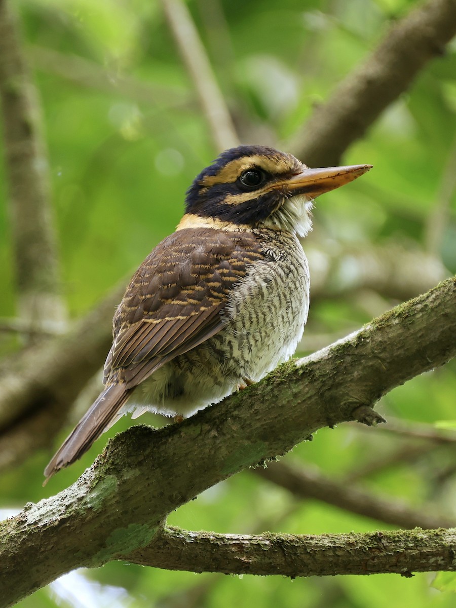 ledňáček královský - ML647236533