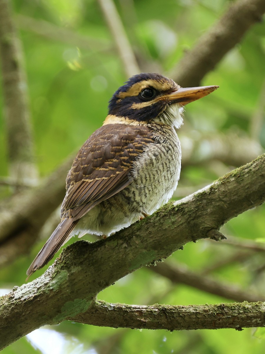 ledňáček královský - ML647236534