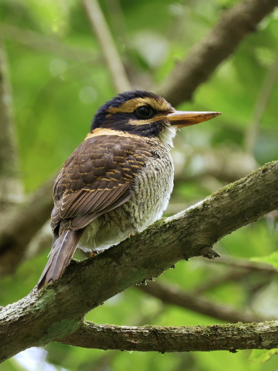 ledňáček královský - ML647236535