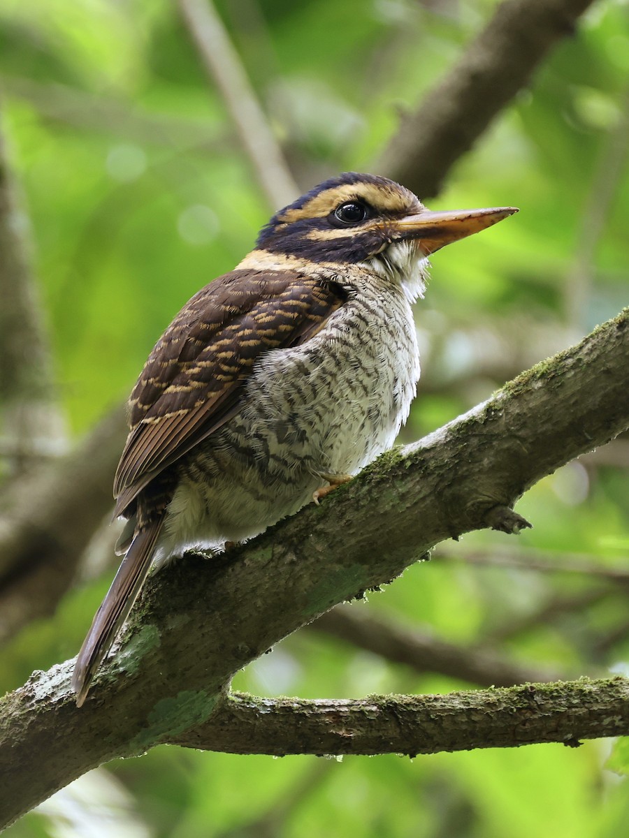 ledňáček královský - ML647236536