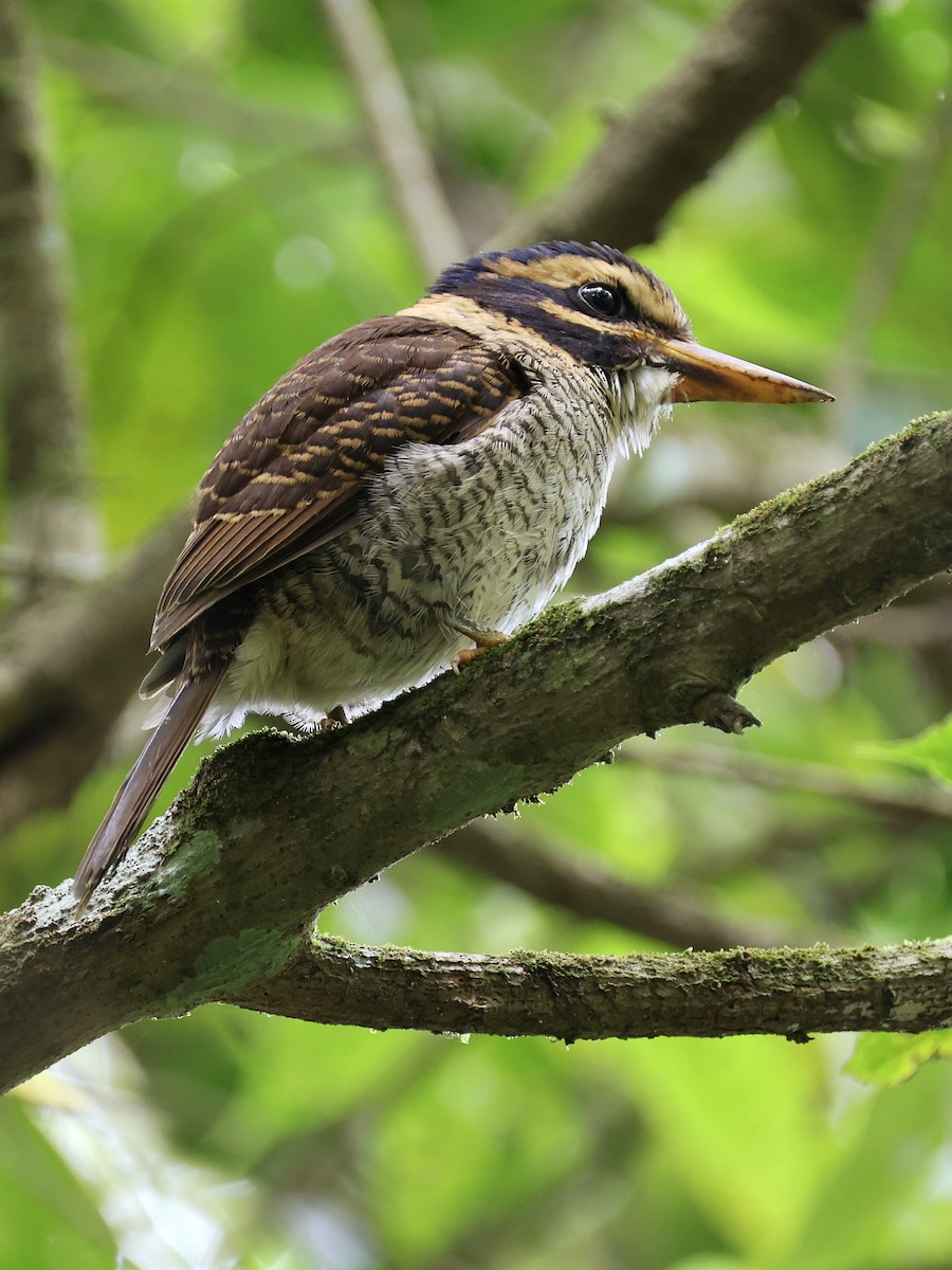 ledňáček královský - ML647236537