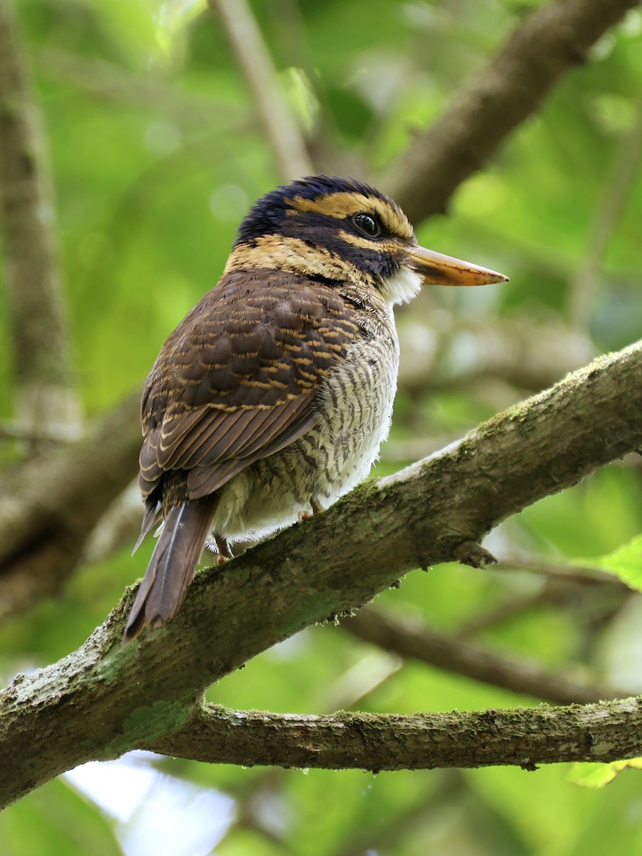 ledňáček královský - ML647236538