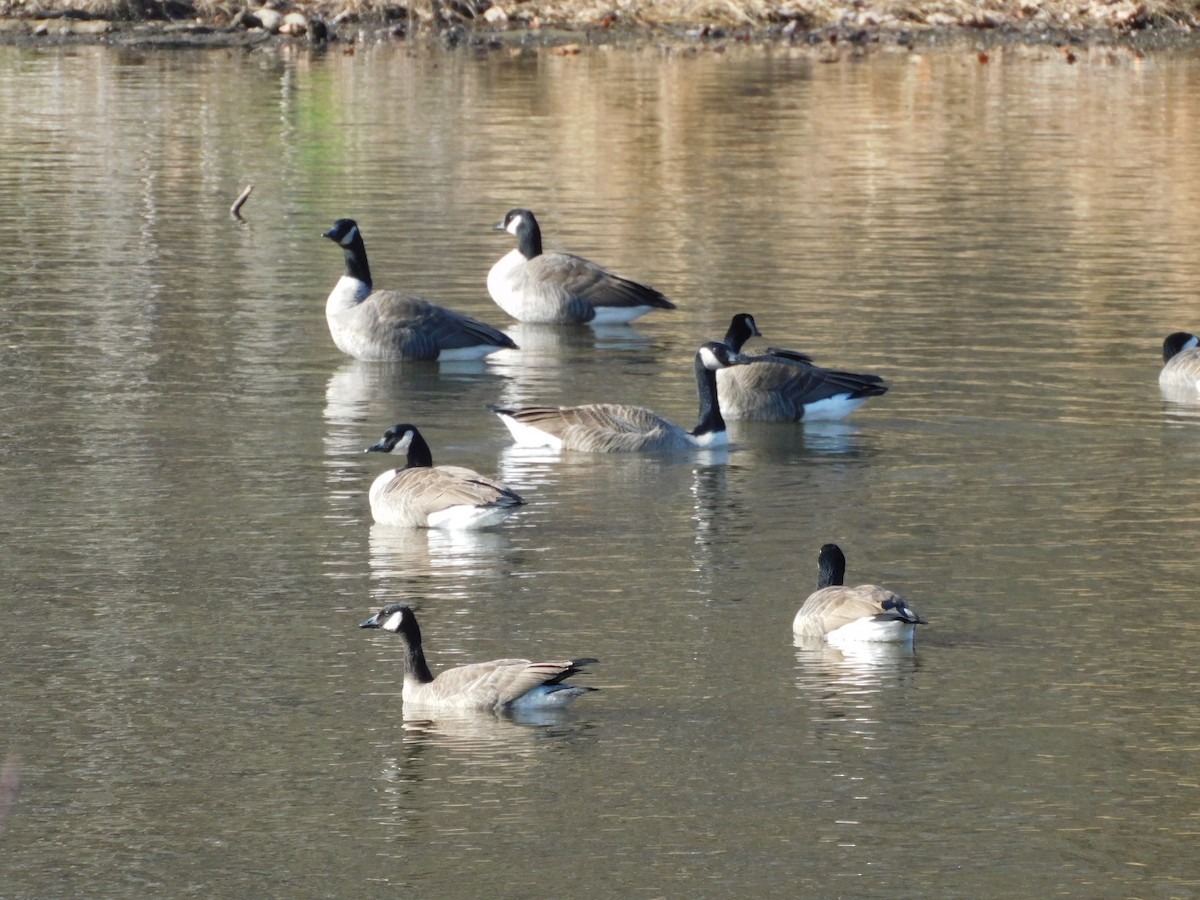 Canada Goose - ML647236542