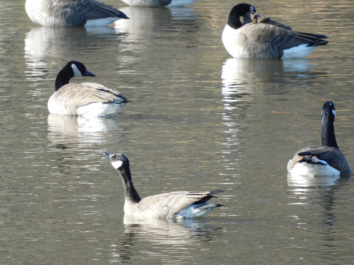 Canada Goose - ML647236543