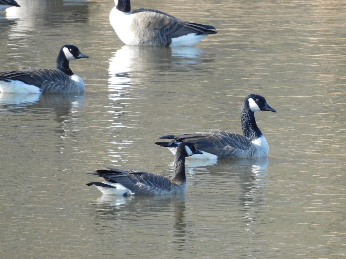 Canada Goose - ML647236544