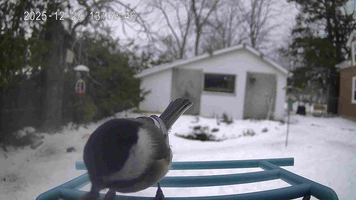 アメリカコガラ - ML647236565