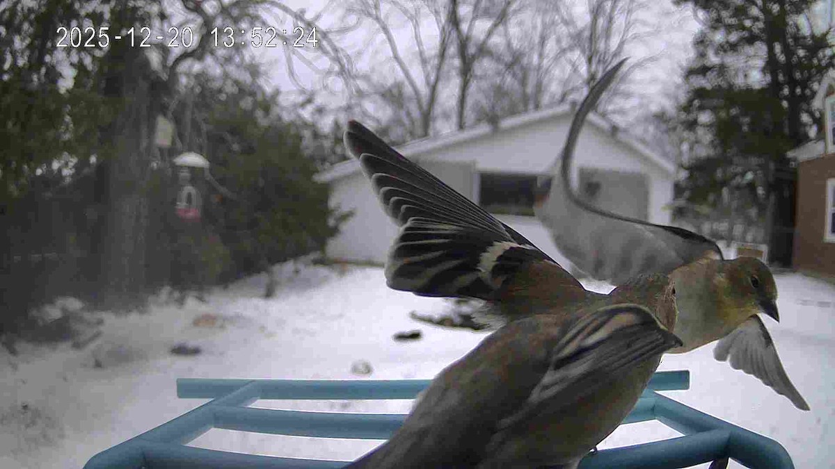 オウゴンヒワ - ML647236570