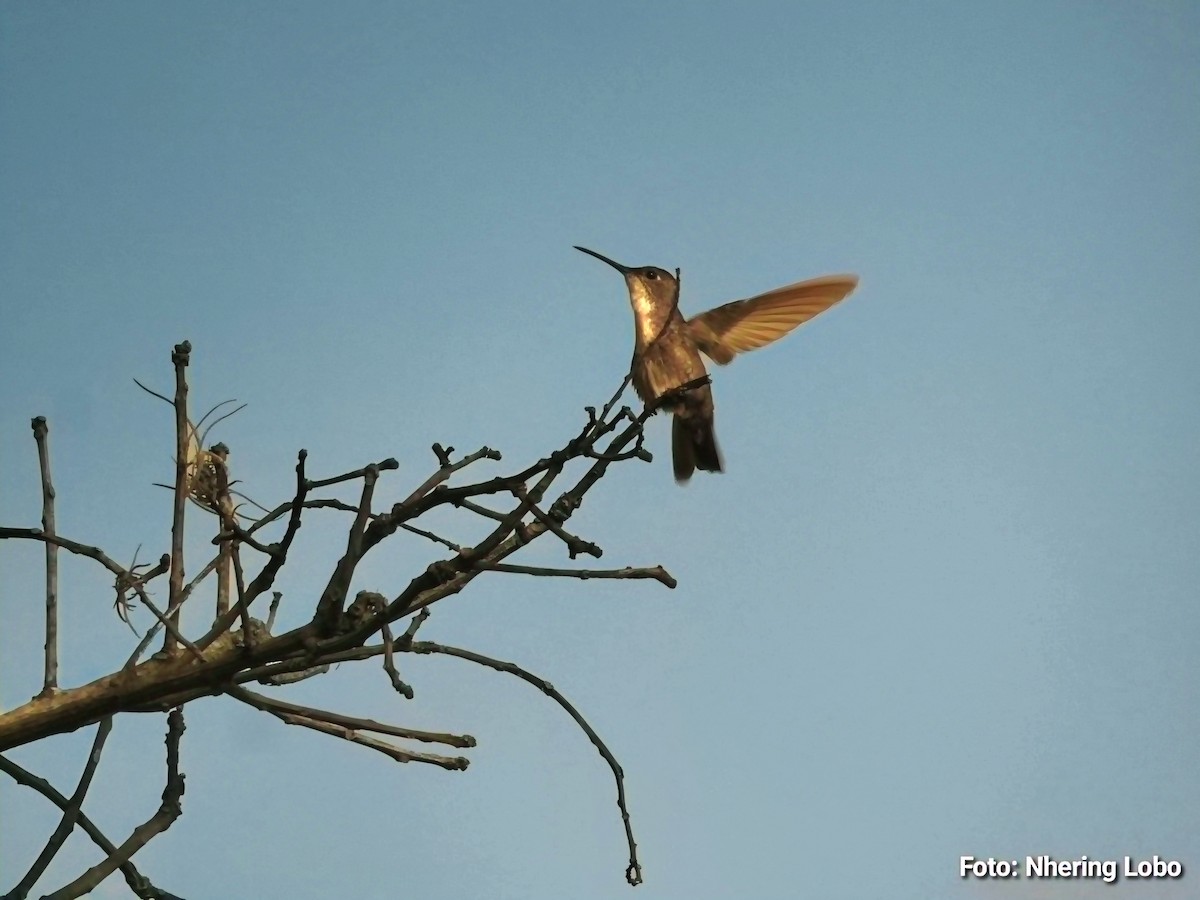 Azure-crowned Hummingbird - ML647236574