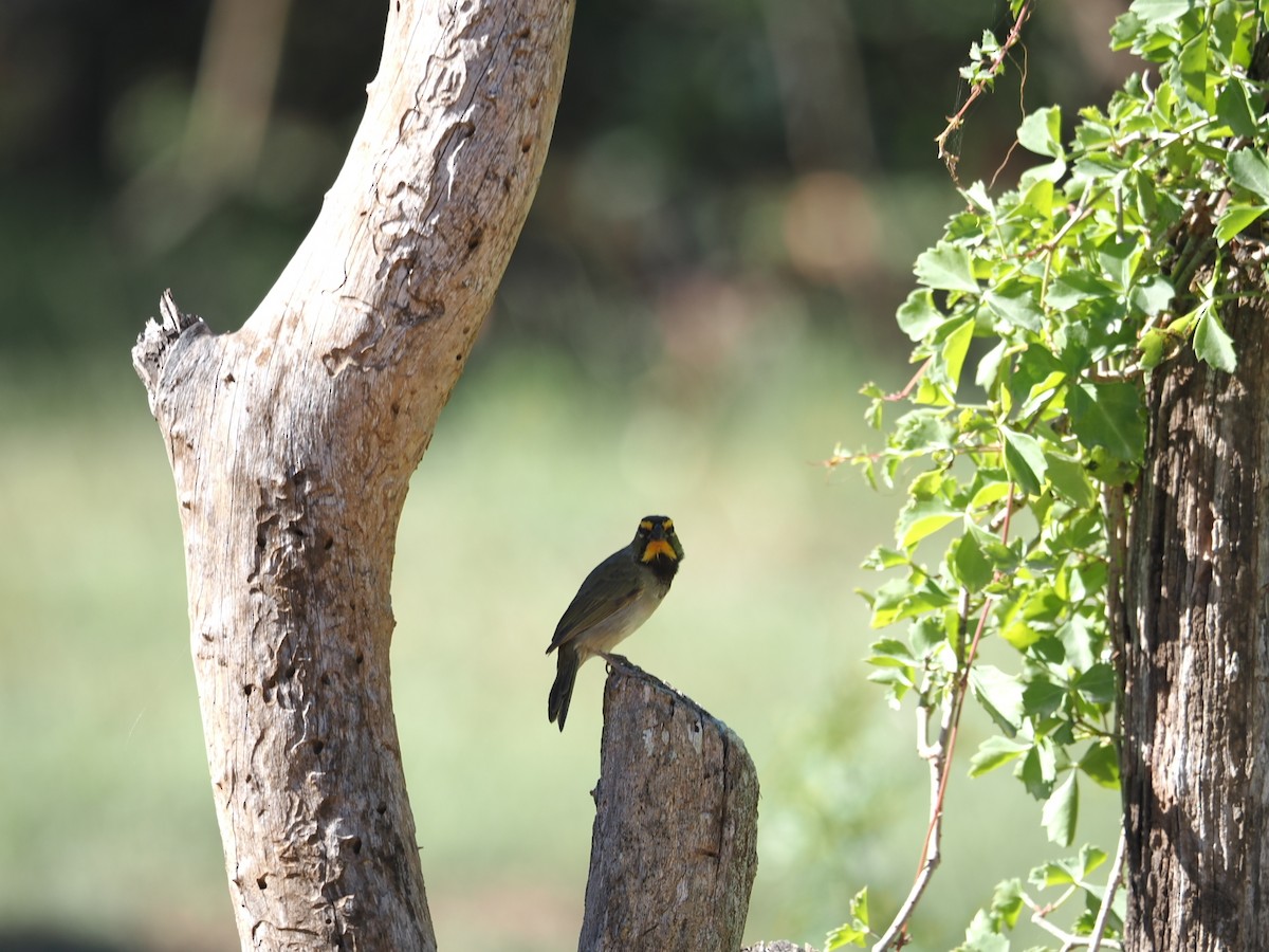 Yellow-faced Grassquit - ML647236577