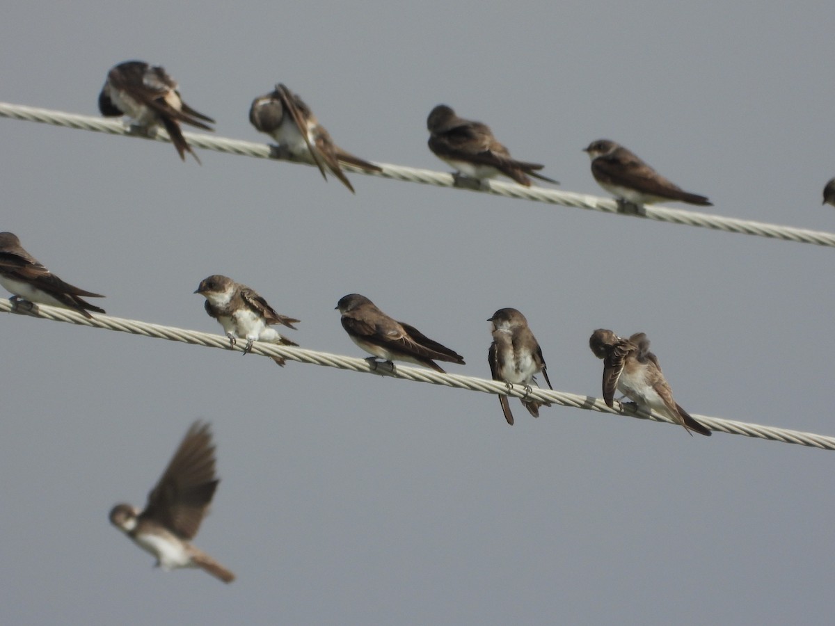 Uhalde-enara arrunta - ML647236588