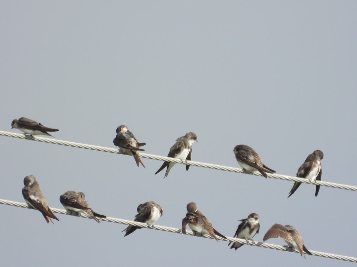 Uhalde-enara arrunta - ML647236589