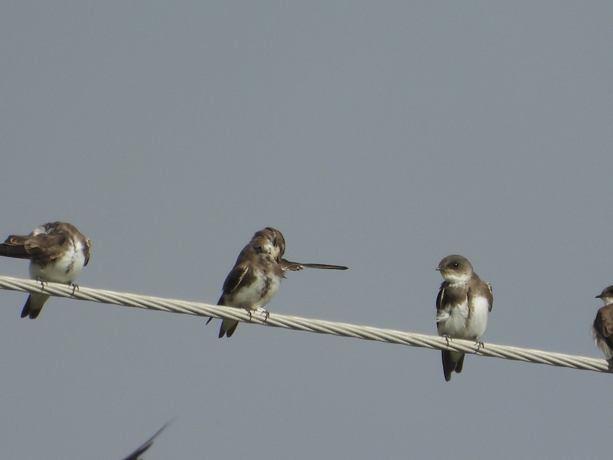 Uhalde-enara arrunta - ML647236590