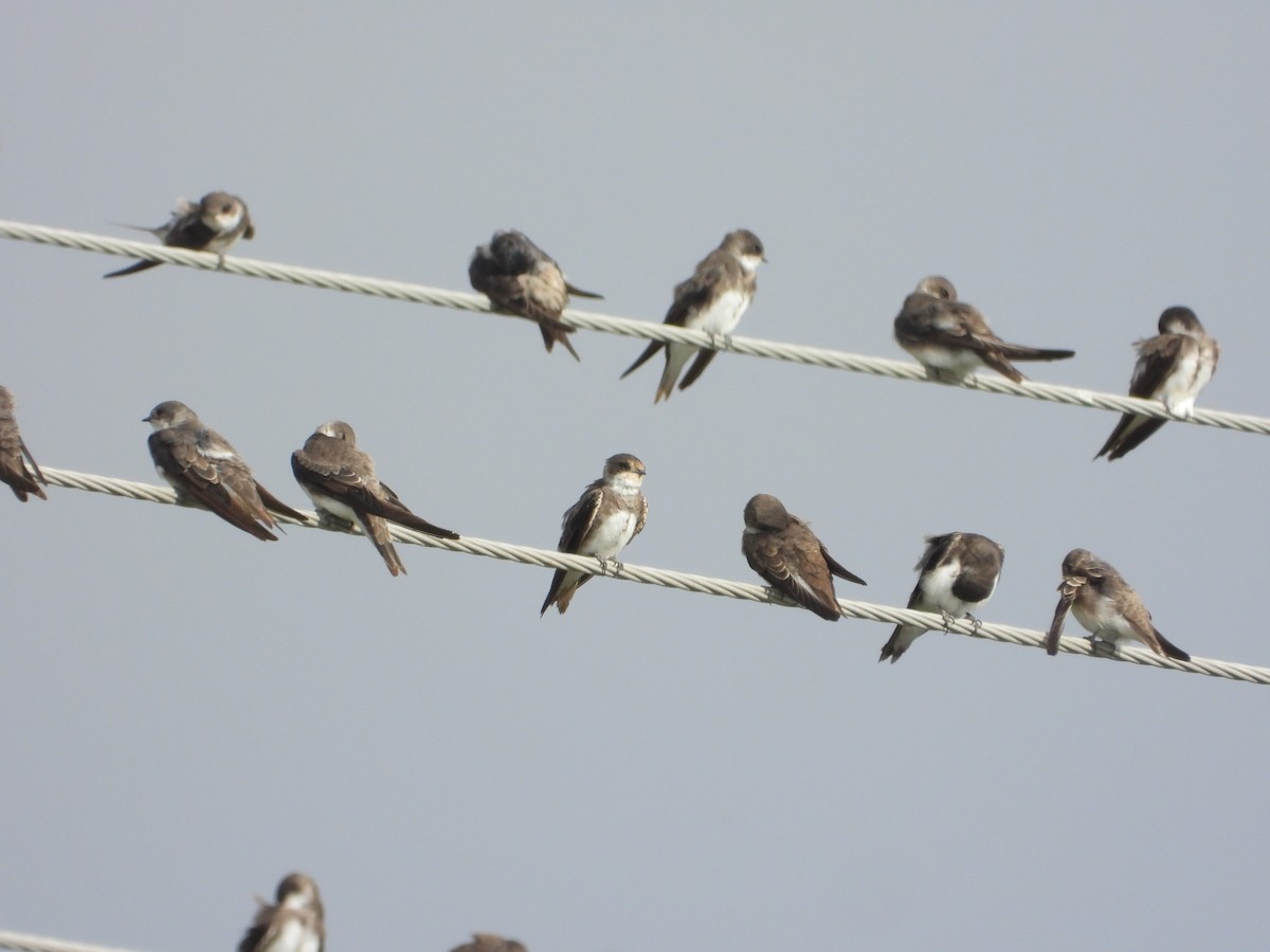 Uhalde-enara arrunta - ML647236591