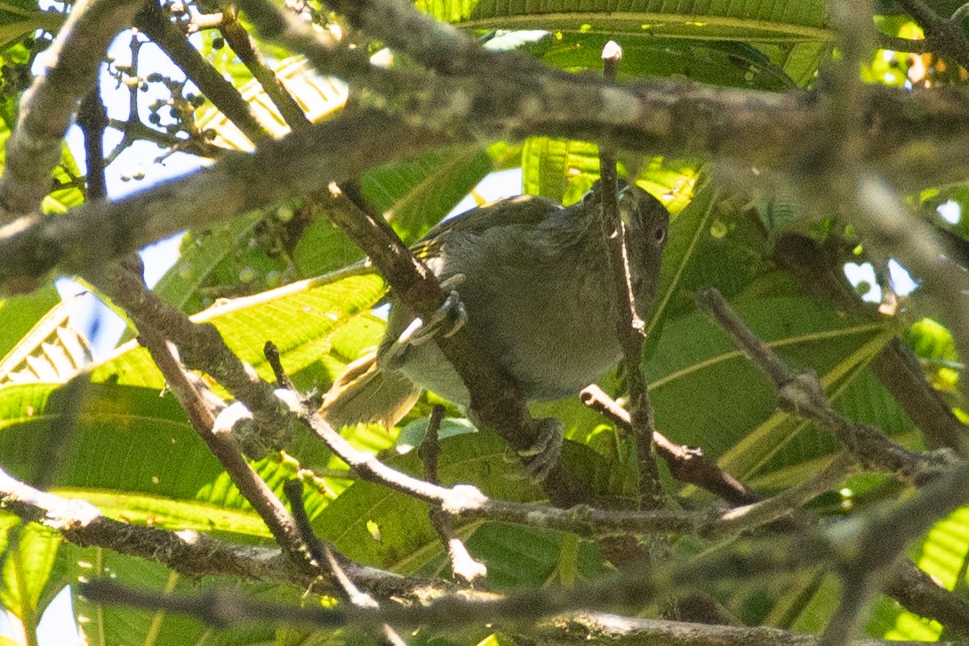Dusky Chlorospingus - ML647236601