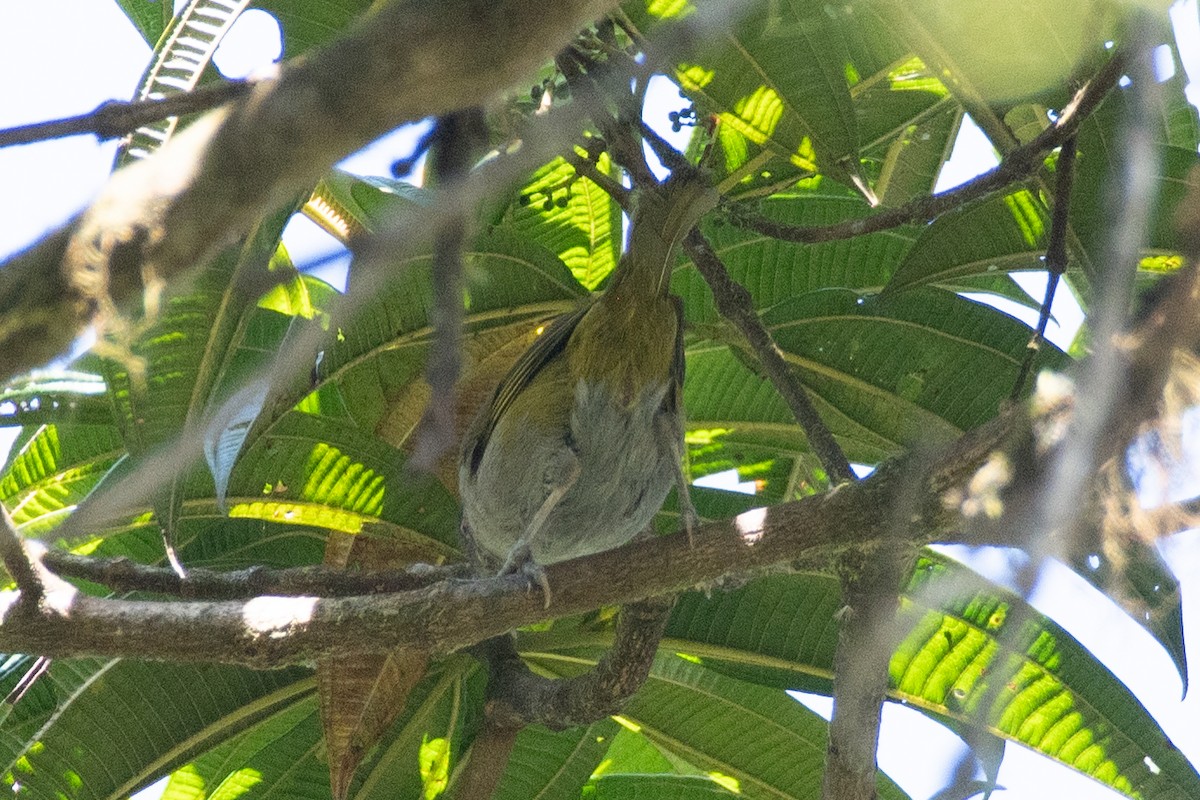 Dusky Chlorospingus - ML647236602