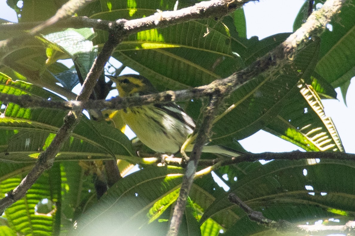 Blackburnian Warbler - ML647236605