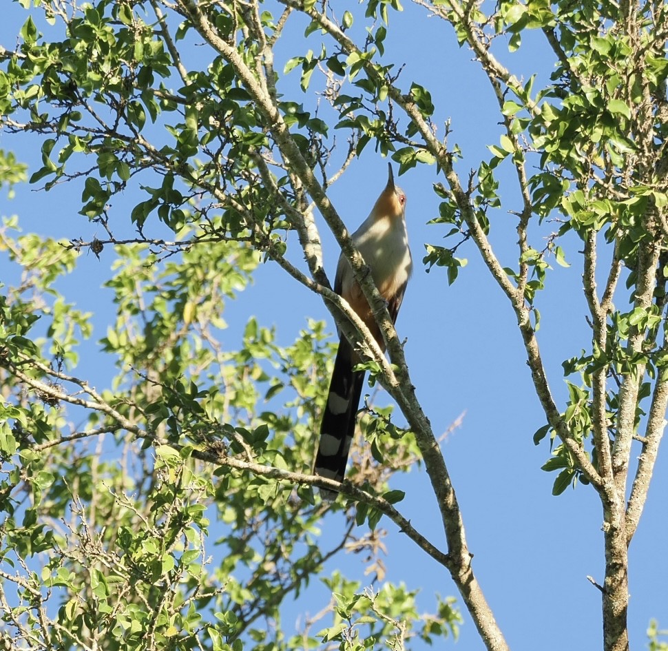 Hispaniolan Lizard-Cuckoo - ML647236610