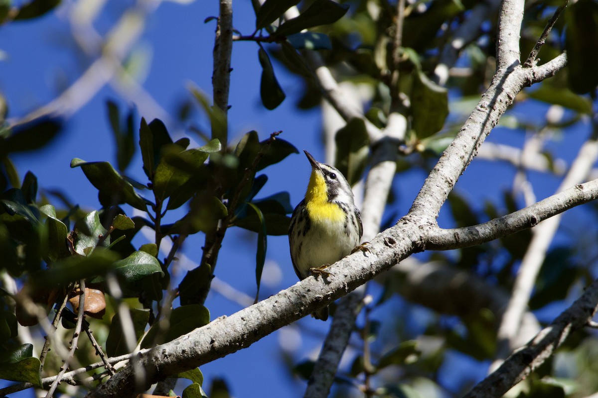 Yellow-throated Warbler - ML647236611