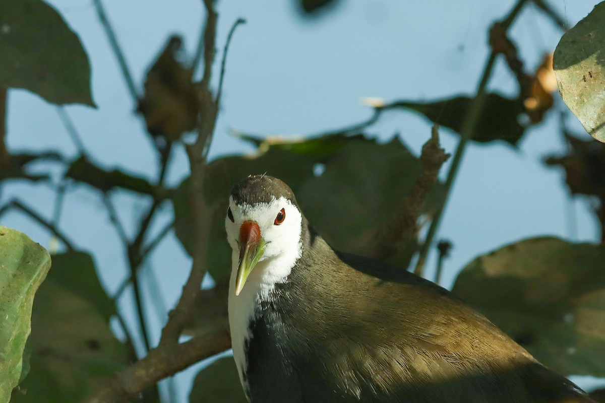 White-breasted Waterhen - ML647236614
