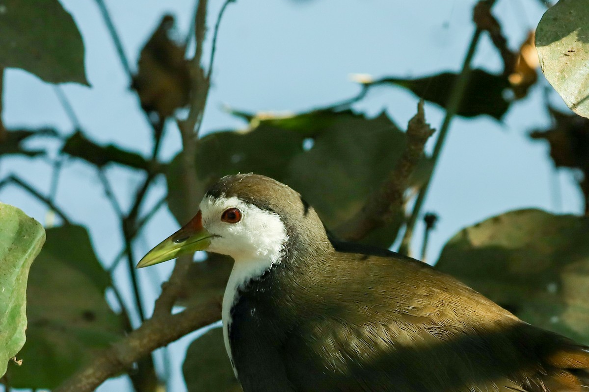 White-breasted Waterhen - ML647236615