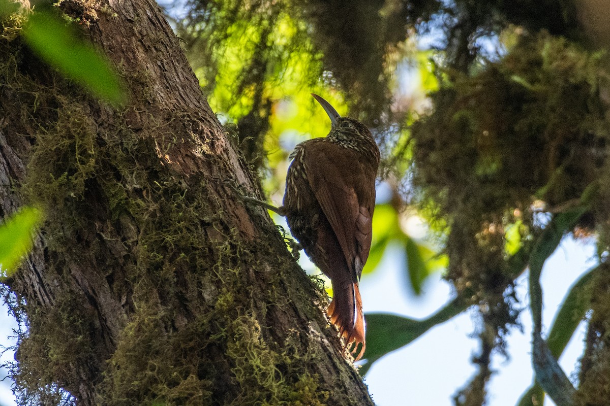 Dağ Tırmaşık - ML647236621